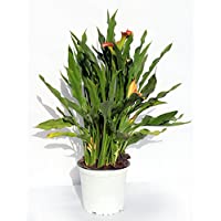 Los mejores  - CALA - LIRIOS DE AGUA- CALAS. DE COLOR VARIADO ¡¡¡ PLANTA NATURAL ¡¡¡ altura: 40 cm aproximado- contenedor 14 cm. ENVIOS…